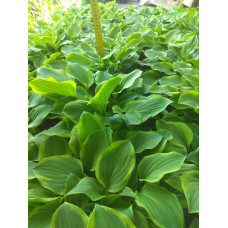 Хоста гібридна Голден Тіара | Хоста гибридная Голден Тиара | Hosta hybrida Golden Tiara