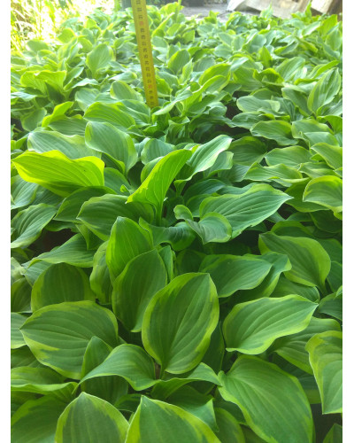 Хоста гібридна Голден Тіара | Хоста гибридная Голден Тиара | Hosta hybrida Golden Tiara