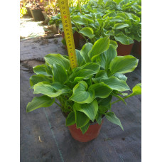 Хоста гібридна Голден Тіара | Хоста гибридная Голден Тиара | Hosta hybrida Golden Tiara