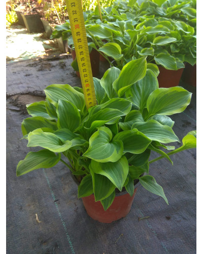 Хоста гібридна Голден Тіара | Хоста гибридная Голден Тиара | Hosta hybrida Golden Tiara