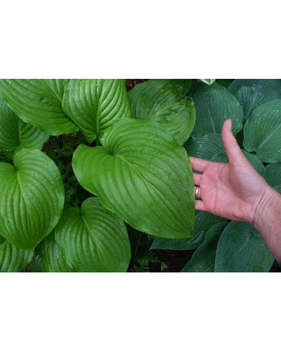 Хоста гібридна Ессенс оф Саммер | Хоста гибридная Эссенс оф Саммер | Hosta hybrida Essence of Summer