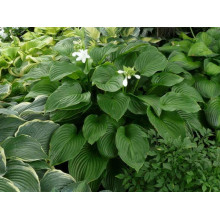 Хоста гібридна Ессенс оф Саммер | Хоста гибридная Эссенс оф Саммер | Hosta hybrida Essence of Summer