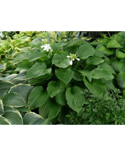 Хоста гібридна Ессенс оф Саммер | Хоста гибридная Эссенс оф Саммер | Hosta hybrida Essence of Summer
