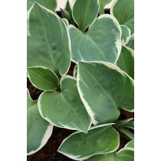 Хоста гібридна Кантрі Маус | Хоста гибридная Кантри Маус | Hosta hybrida Country Mouse
