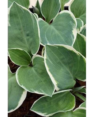 Хоста гібридна Кантрі Маус | Хоста гибридная Кантри Маус | Hosta hybrida Country Mouse