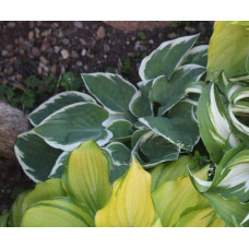 Хоста гібридна Кантрі Маус | Хоста гибридная Кантри Маус | Hosta hybrida Country Mouse