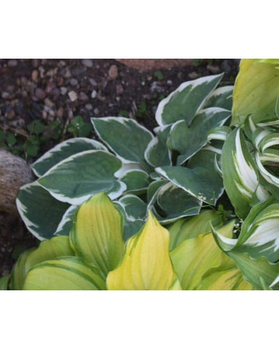 Хоста гібридна Кантрі Маус | Хоста гибридная Кантри Маус | Hosta hybrida Country Mouse