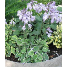 Хоста гібридна Кантрі Маус | Хоста гибридная Кантри Маус | Hosta hybrida Country Mouse