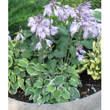 Хоста гібридна Кантрі Маус | Хоста гибридная Кантри Маус | Hosta hybrida Country Mouse