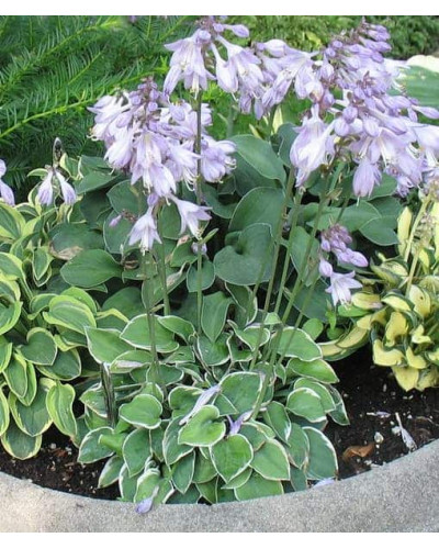 Хоста гібридна Кантрі Маус | Хоста гибридная Кантри Маус | Hosta hybrida Country Mouse