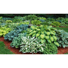 Хоста гібридна Кантрі Маус | Хоста гибридная Кантри Маус | Hosta hybrida Country Mouse