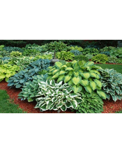 Хоста гібридна Кантрі Маус | Хоста гибридная Кантри Маус | Hosta hybrida Country Mouse