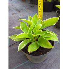 Хоста гібридна Кантрі Маус | Хоста гибридная Кантри Маус | Hosta hybrida Country Mouse
