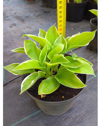 Хоста гібридна Кантрі Маус | Хоста гибридная Кантри Маус | Hosta hybrida Country Mouse