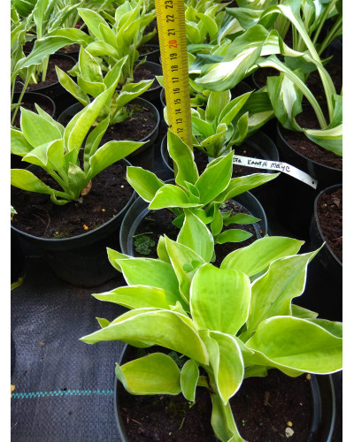 Хоста гібридна Кантрі Маус | Хоста гибридная Кантри Маус | Hosta hybrida Country Mouse