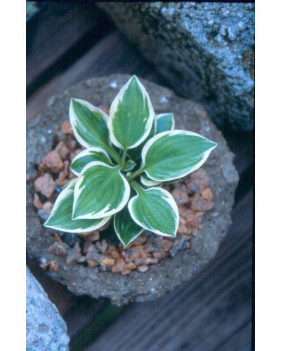 Хоста гібридна Кантрі Маус | Хоста гибридная Кантри Маус | Hosta hybrida Country Mouse