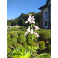 Хоста гібридна Кантрі Маус | Хоста гибридная Кантри Маус | Hosta hybrida Country Mouse