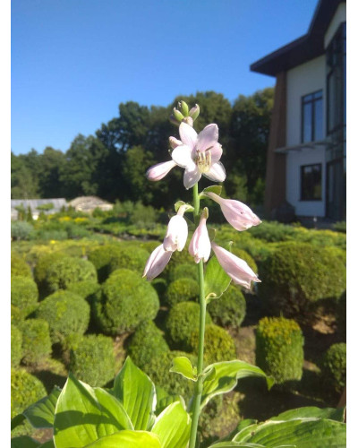 Хоста гібридна Кантрі Маус | Хоста гибридная Кантри Маус | Hosta hybrida Country Mouse