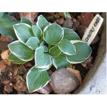 Хоста гібридна Кантрі Маус | Хоста гибридная Кантри Маус | Hosta hybrida Country Mouse