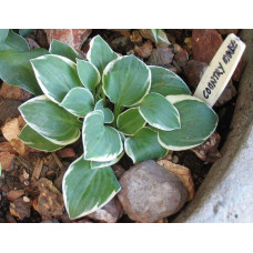Хоста гібридна Кантрі Маус | Хоста гибридная Кантри Маус | Hosta hybrida Country Mouse