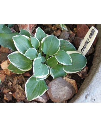 Хоста гібридна Кантрі Маус | Хоста гибридная Кантри Маус | Hosta hybrida Country Mouse