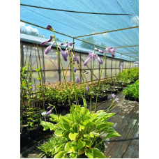 Хоста гібридна Кантрі Маус | Хоста гибридная Кантри Маус | Hosta hybrida Country Mouse