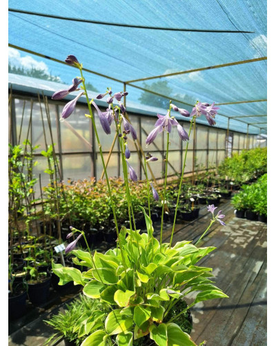 Хоста гібридна Кантрі Маус | Хоста гибридная Кантри Маус | Hosta hybrida Country Mouse