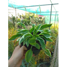 Хоста гібридна Кантрі Маус | Хоста гибридная Кантри Маус | Hosta hybrida Country Mouse