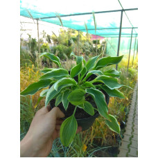 Хоста гібридна Кантрі Маус | Хоста гибридная Кантри Маус | Hosta hybrida Country Mouse
