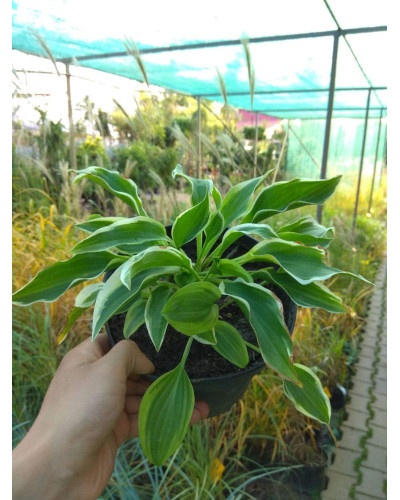 Хоста гібридна Кантрі Маус | Хоста гибридная Кантри Маус | Hosta hybrida Country Mouse