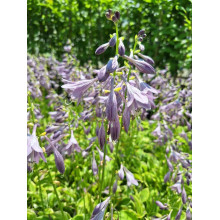 Хоста гібридна Кантрі Маус | Хоста гибридная Кантри Маус | Hosta hybrida Country Mouse