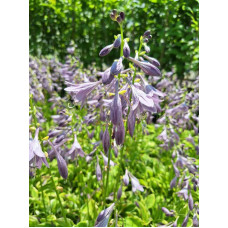 Хоста гібридна Кантрі Маус | Хоста гибридная Кантри Маус | Hosta hybrida Country Mouse