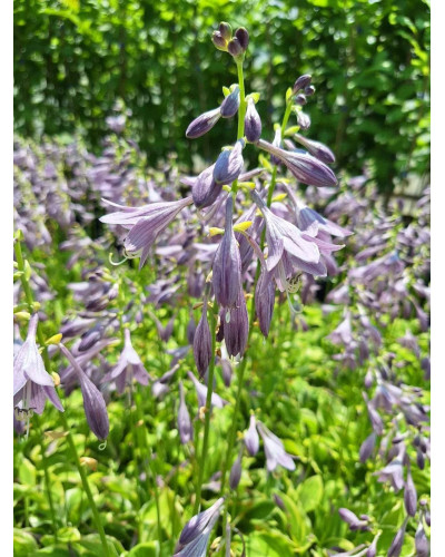 Хоста гібридна Кантрі Маус | Хоста гибридная Кантри Маус | Hosta hybrida Country Mouse