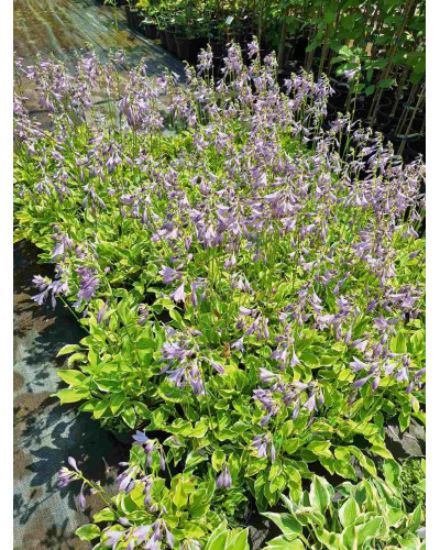 Хоста гібридна Кантрі Маус | Хоста гибридная Кантри Маус | Hosta hybrida Country Mouse