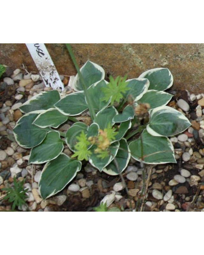 Хоста гібридна Кантрі Маус | Хоста гибридная Кантри Маус | Hosta hybrida Country Mouse