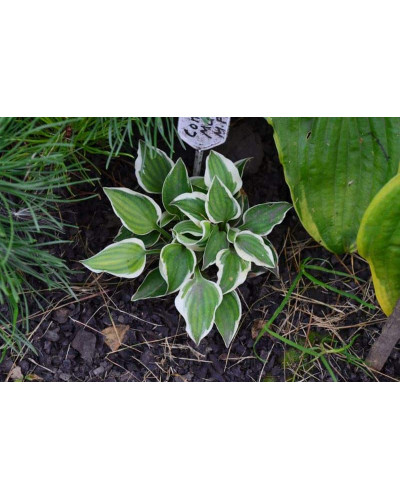 Хоста гібридна Кантрі Маус | Хоста гибридная Кантри Маус | Hosta hybrida Country Mouse