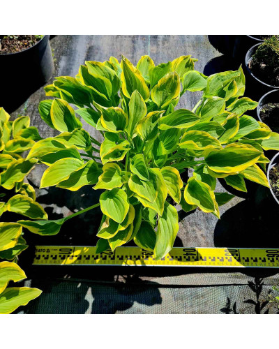 Хоста гібридна Кантрі Маус | Хоста гибридная Кантри Маус | Hosta hybrida Country Mouse