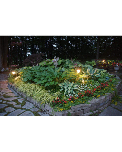 Хоста гібридна Кантрі Маус | Хоста гибридная Кантри Маус | Hosta hybrida Country Mouse