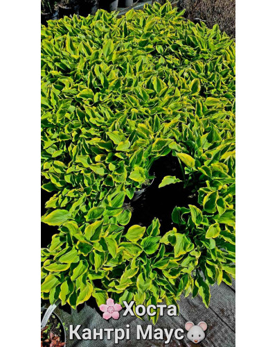 Хоста гібридна Кантрі Маус | Хоста гибридная Кантри Маус | Hosta hybrida Country Mouse