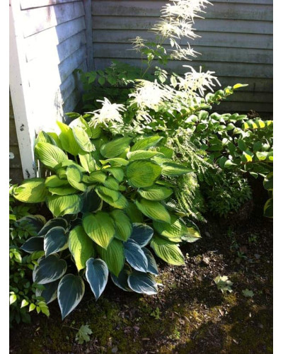 Хоста гібридна Кантрі Маус | Хоста гибридная Кантри Маус | Hosta hybrida Country Mouse