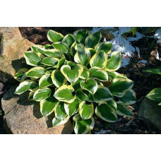 Хоста гібридна Королева Жозефіна | Хоста гибридная Королева Жозефина | Hosta hybrida Queen Josephine