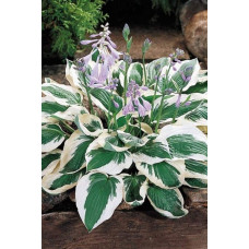 Хоста гібридна Патріот | Хоста гибридная Патриот | Hosta hybrida Patriot