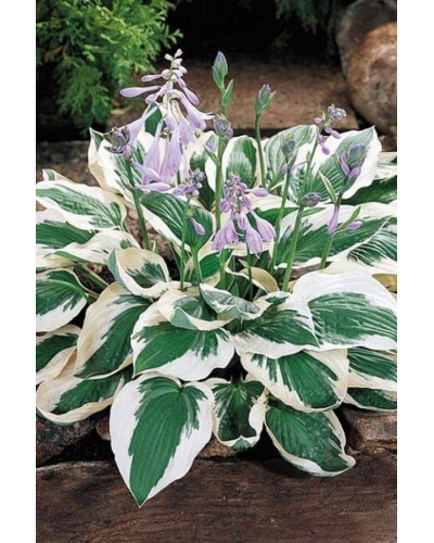 Хоста гібридна Патріот | Хоста гибридная Патриот | Hosta hybrida Patriot