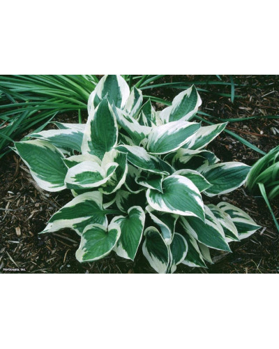 Хоста гібридна Патріот | Хоста гибридная Патриот | Hosta hybrida Patriot
