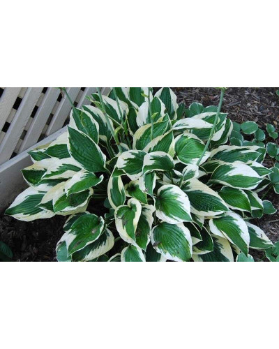 Хоста гібридна Патріот | Хоста гибридная Патриот | Hosta hybrida Patriot