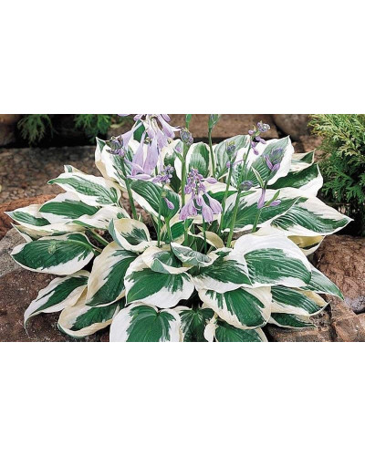 Хоста гібридна Патріот | Хоста гибридная Патриот | Hosta hybrida Patriot