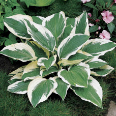 Хоста гібридна Патріот | Хоста гибридная Патриот | Hosta hybrida Patriot