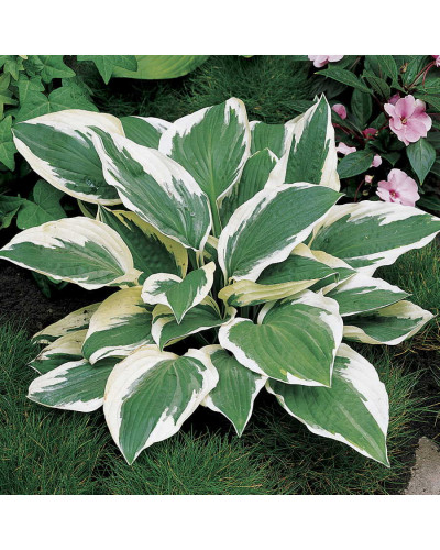 Хоста гібридна Патріот | Хоста гибридная Патриот | Hosta hybrida Patriot