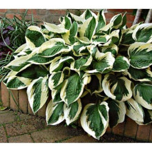 Хоста гібридна Патріот | Хоста гибридная Патриот | Hosta hybrida Patriot