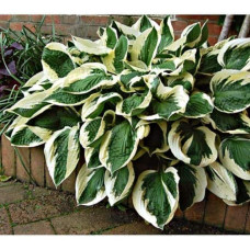 Хоста гібридна Патріот | Хоста гибридная Патриот | Hosta hybrida Patriot